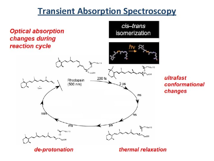 Transient Absorption Spectroscopy 