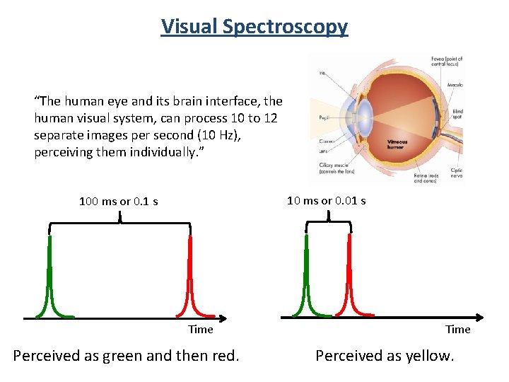 Visual Spectroscopy “The human eye and its brain interface, the human visual system, can