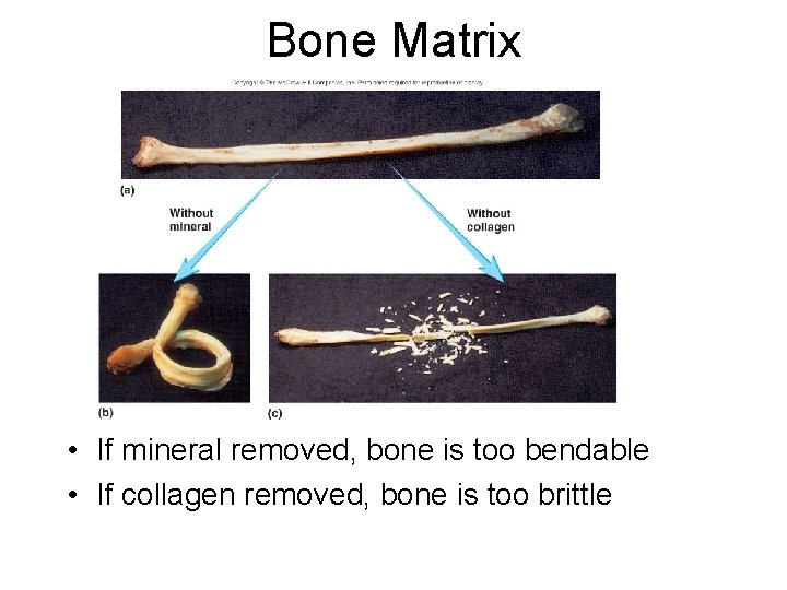 Bone Matrix • If mineral removed, bone is too bendable • If collagen removed,