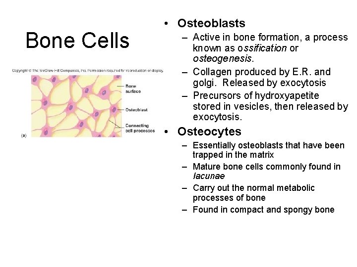 Bone Cells • Osteoblasts – Active in bone formation, a process known as ossification