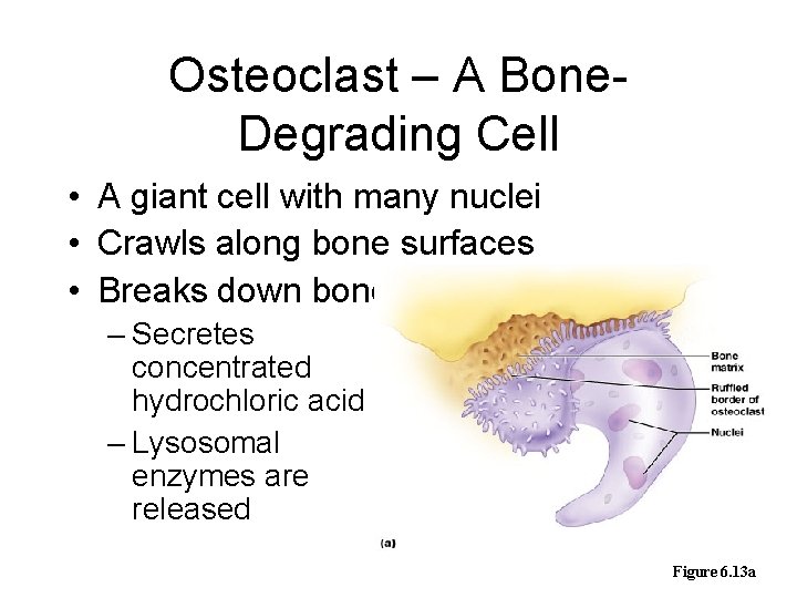 Osteoclast – A Bone. Degrading Cell • A giant cell with many nuclei •