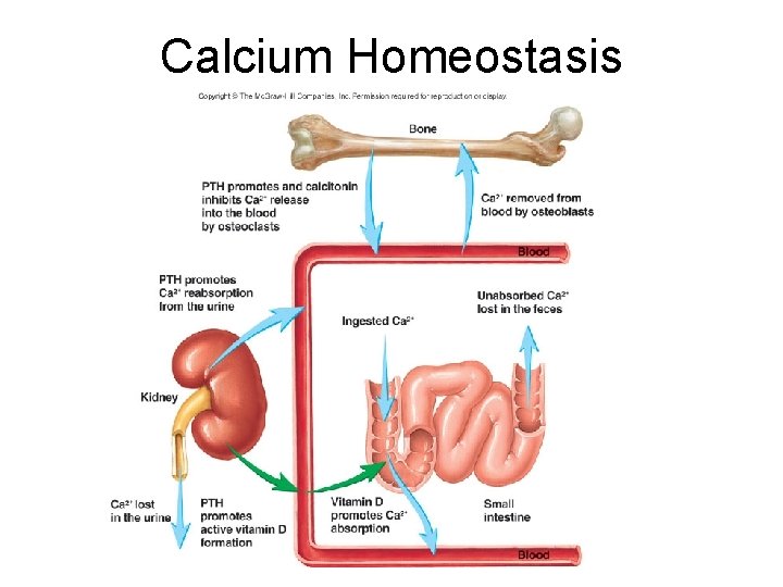 Calcium Homeostasis 
