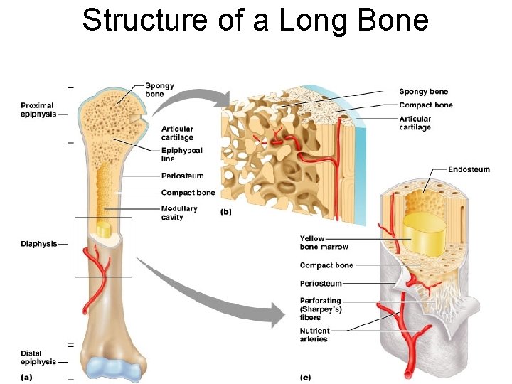 Chapter 6 Skeletal System Bones and Bone Tissue