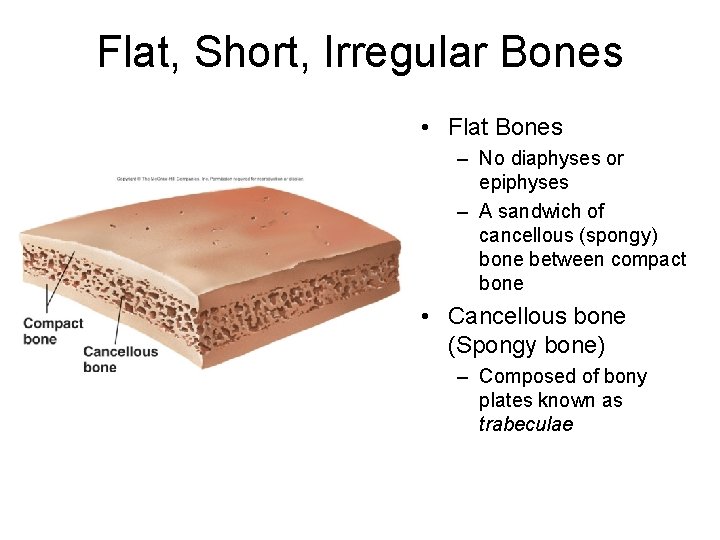 Flat, Short, Irregular Bones • Flat Bones – No diaphyses or epiphyses – A
