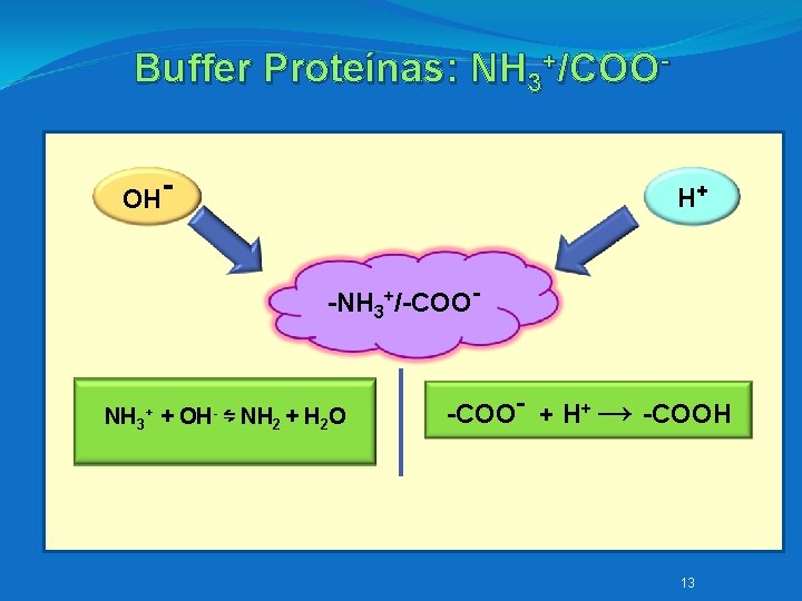 Buffer Proteínas: NH 3+/COOOH- H+ -NH 3+/-COO- NH 3+ + OH- ⇋ NH 2