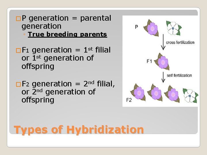 �P generation = parental generation ◦ True breeding parents �F 1 generation = 1