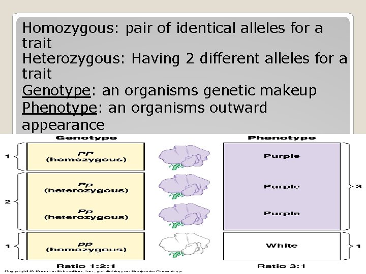 Homozygous: pair of identical alleles for a trait Heterozygous: Having 2 different alleles for