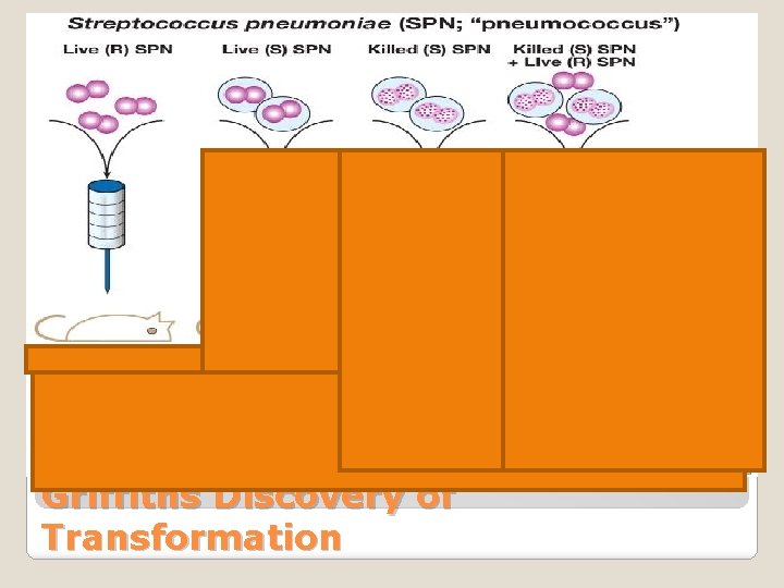 Griffiths Discovery of Transformation 