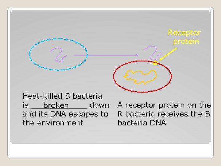 Receptor protein Heat-killed S bacteria is ______ down broken and its DNA escapes to