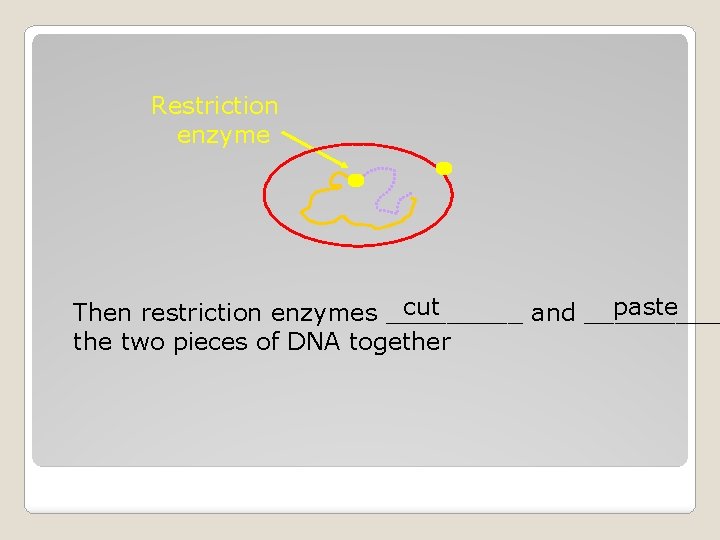 Restriction enzyme cut paste Then restriction enzymes _____ and _____ the two pieces of