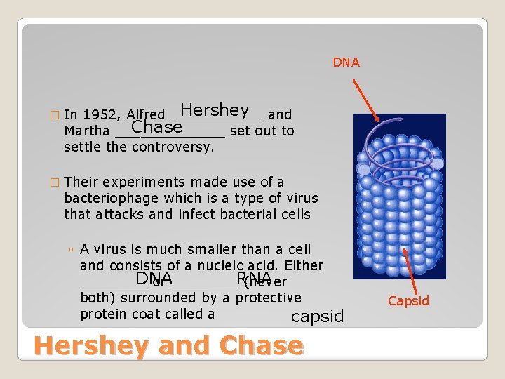 DNA � � Hershey and In 1952, Alfred ______ Chase Martha _______ set out