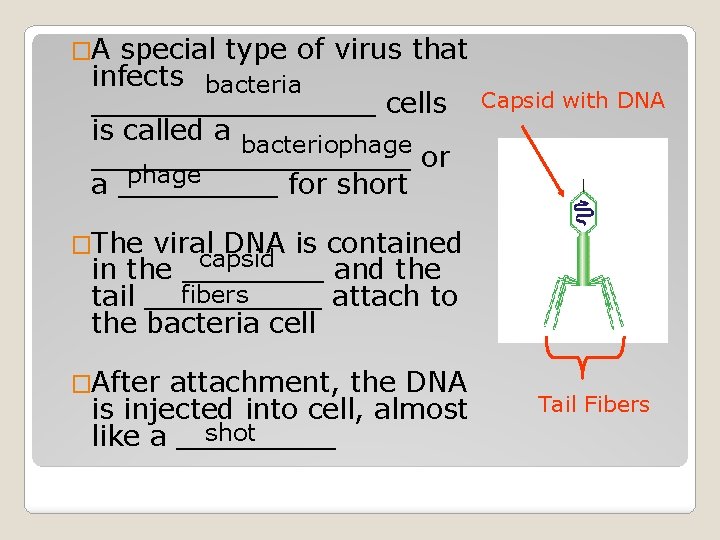 �A special type of virus that infects bacteria ________ cells is called a bacteriophage