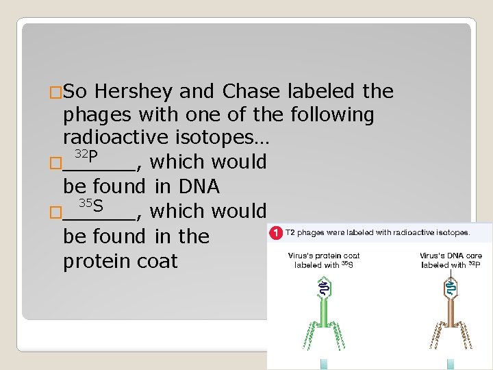 �So Hershey and Chase labeled the phages with one of the following radioactive isotopes…