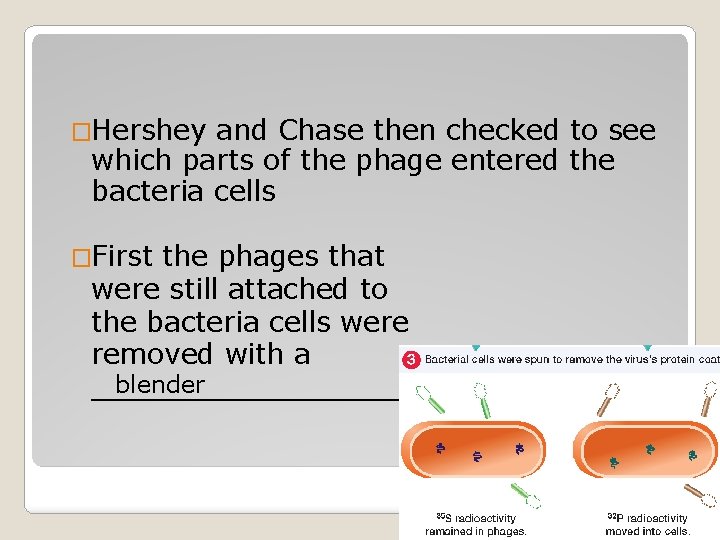 �Hershey and Chase then checked to see which parts of the phage entered the