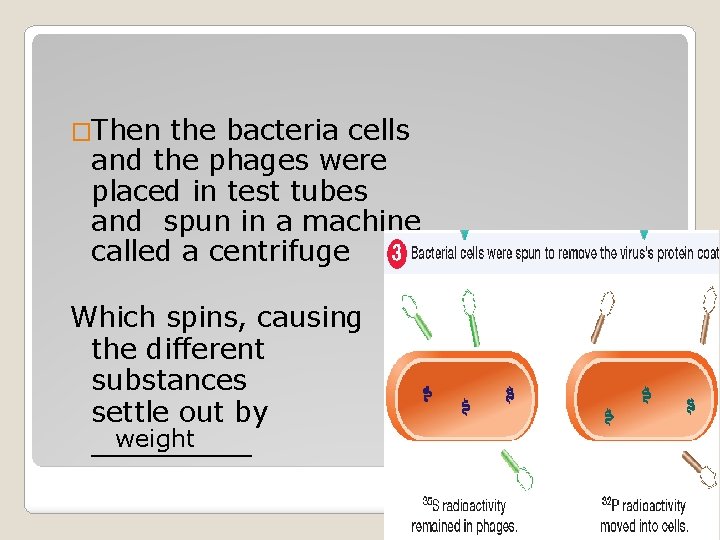 �Then the bacteria cells and the phages were placed in test tubes and spun