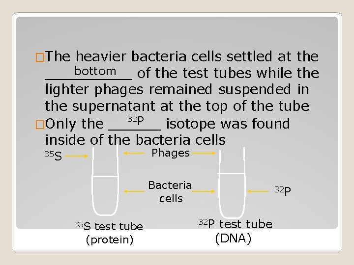 �The heavier bacteria cells settled at the bottom _____ of the test tubes while