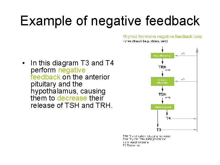 Example of negative feedback • In this diagram T 3 and T 4 perform