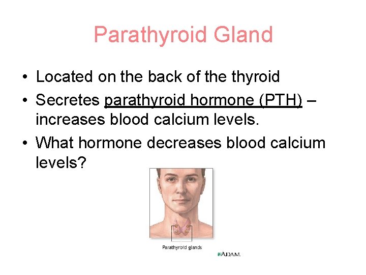 Parathyroid Gland • Located on the back of the thyroid • Secretes parathyroid hormone