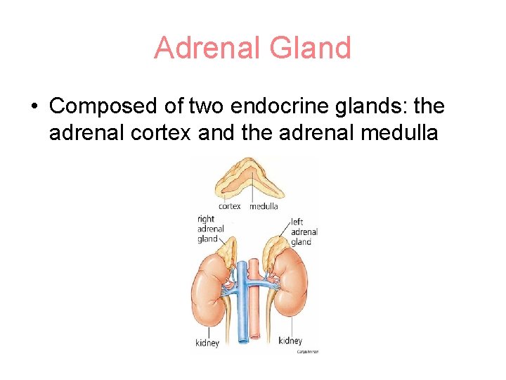 Adrenal Gland • Composed of two endocrine glands: the adrenal cortex and the adrenal