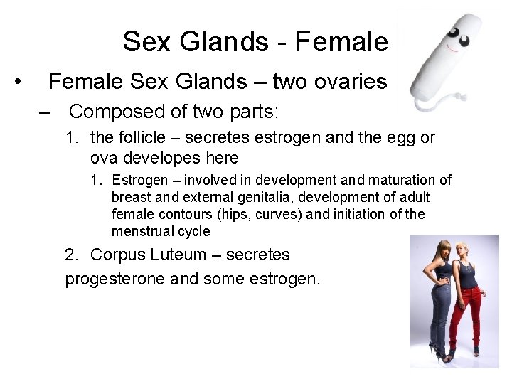 Sex Glands - Female • Female Sex Glands – two ovaries – Composed of