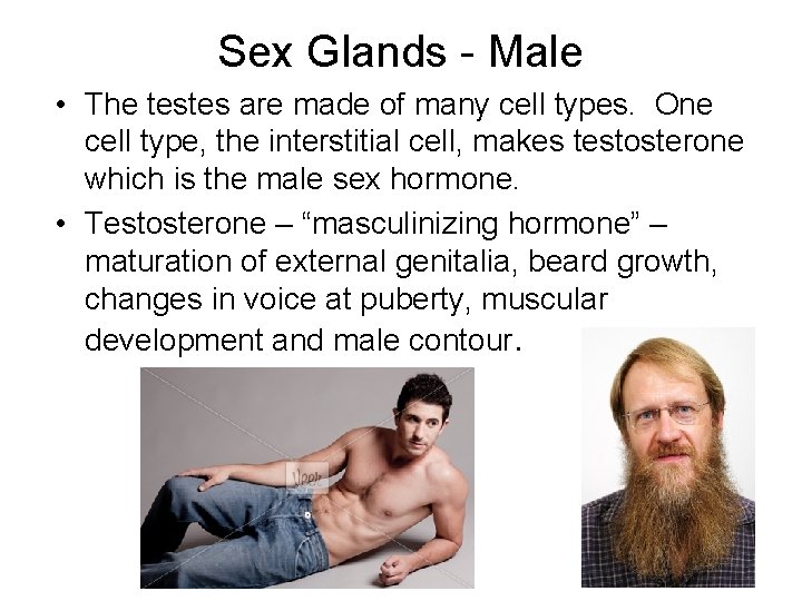 Sex Glands - Male • The testes are made of many cell types. One