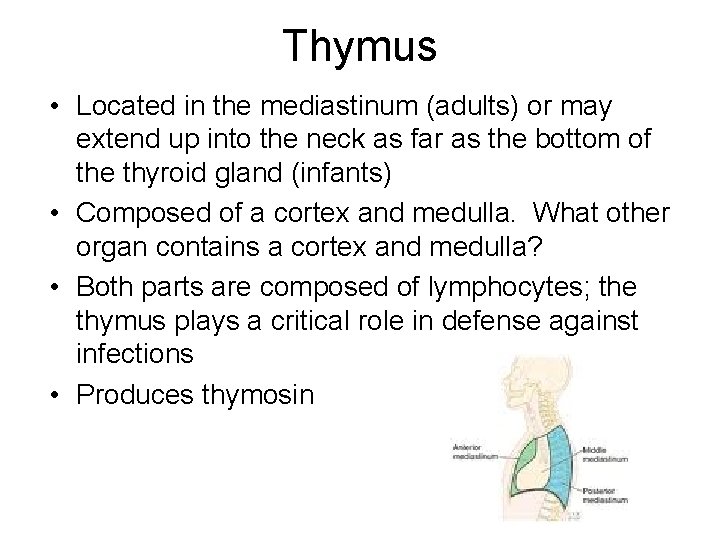 Thymus • Located in the mediastinum (adults) or may extend up into the neck