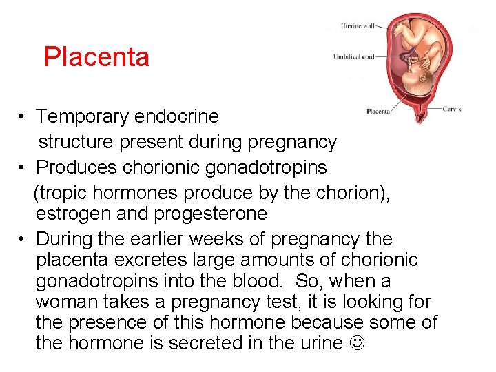 Placenta • Temporary endocrine structure present during pregnancy • Produces chorionic gonadotropins (tropic hormones