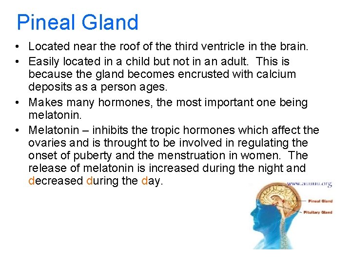 Pineal Gland • Located near the roof of the third ventricle in the brain.
