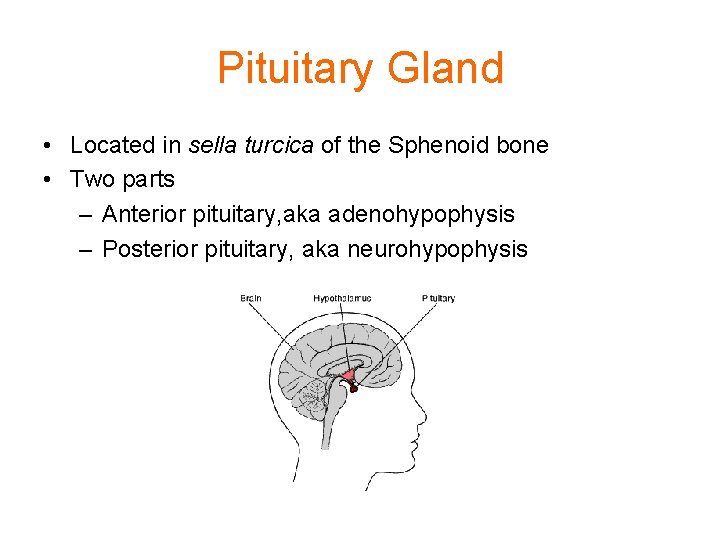 Pituitary Gland • Located in sella turcica of the Sphenoid bone • Two parts