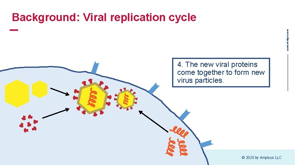 Background: Viral replication cycle 4. The new viral proteins come together to form new Background: Viral replication cycle 4. The new viral proteins come together to form new