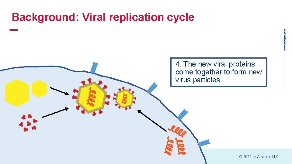 Background: Viral replication cycle 4. The new viral proteins come together to form new