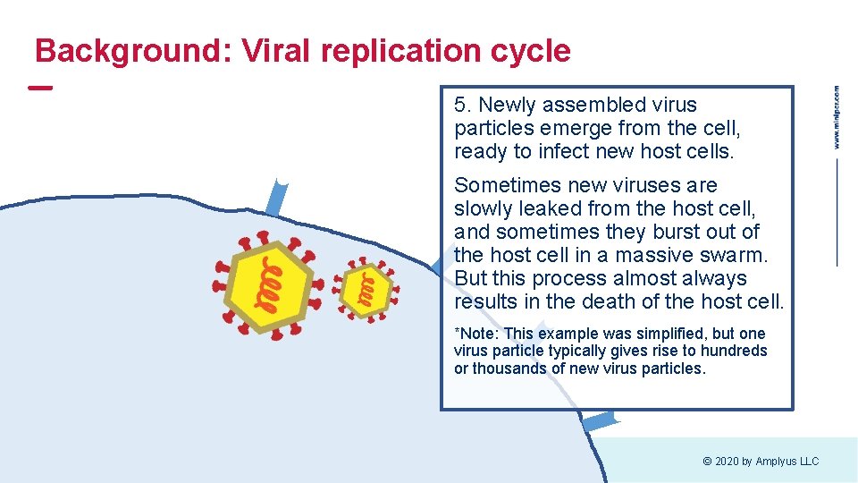Background: Viral replication cycle 5. Newly assembled virus particles emerge from the cell, ready