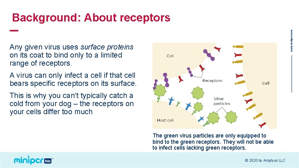 Background: About receptors Any given virus uses surface proteins on its coat to bind Background: About receptors Any given virus uses surface proteins on its coat to bind