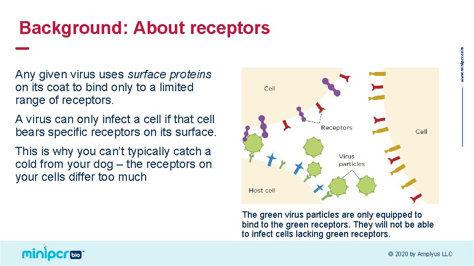 Background: About receptors Any given virus uses surface proteins on its coat to bind