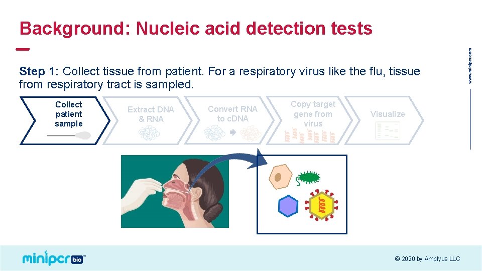 Background: Nucleic acid detection tests Step 1: Collect tissue from patient. For a respiratory