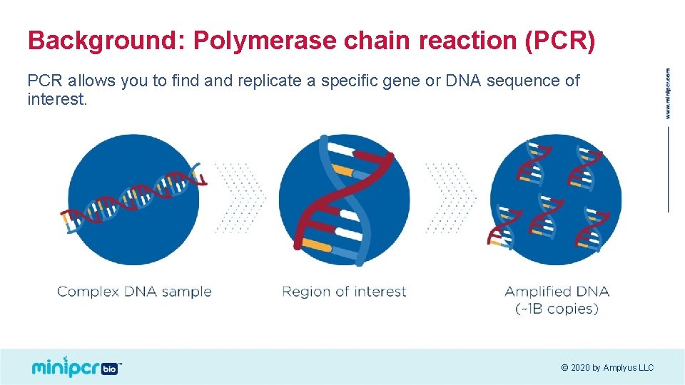 Background: Polymerase chain reaction (PCR) PCR allows you to find and replicate a specific Background: Polymerase chain reaction (PCR) PCR allows you to find and replicate a specific