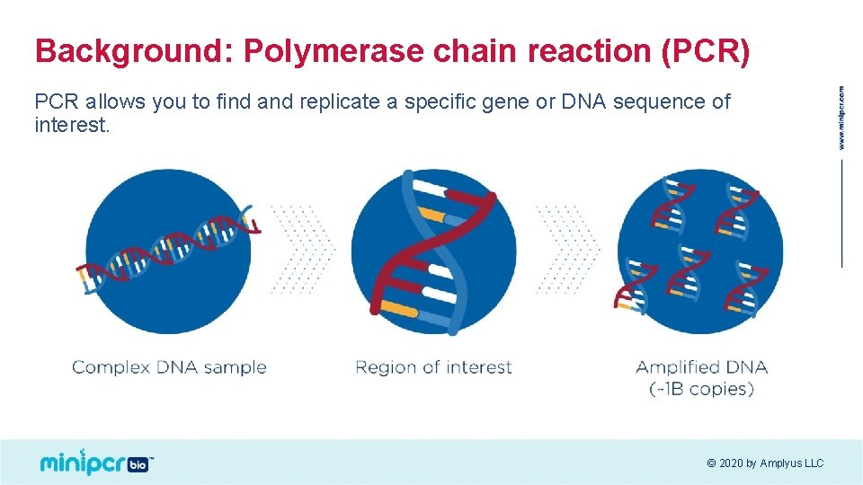 Background: Polymerase chain reaction (PCR) PCR allows you to find and replicate a specific