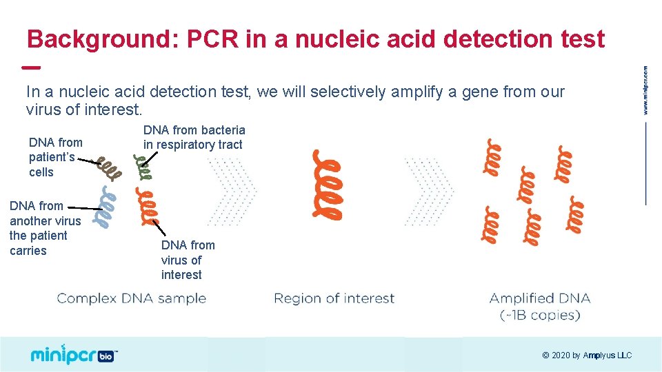 Background: PCR in a nucleic acid detection test In a nucleic acid detection test, Background: PCR in a nucleic acid detection test In a nucleic acid detection test,