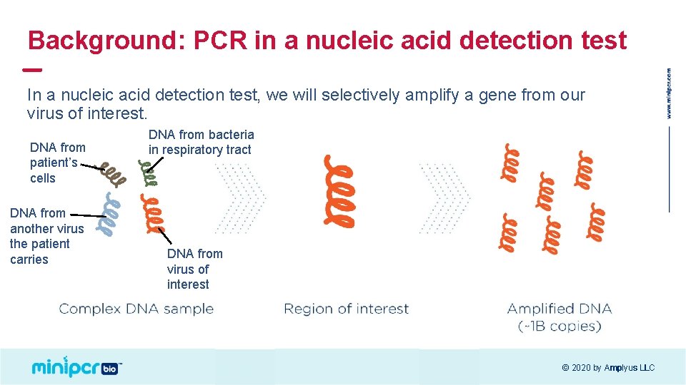 Background: PCR in a nucleic acid detection test In a nucleic acid detection test,