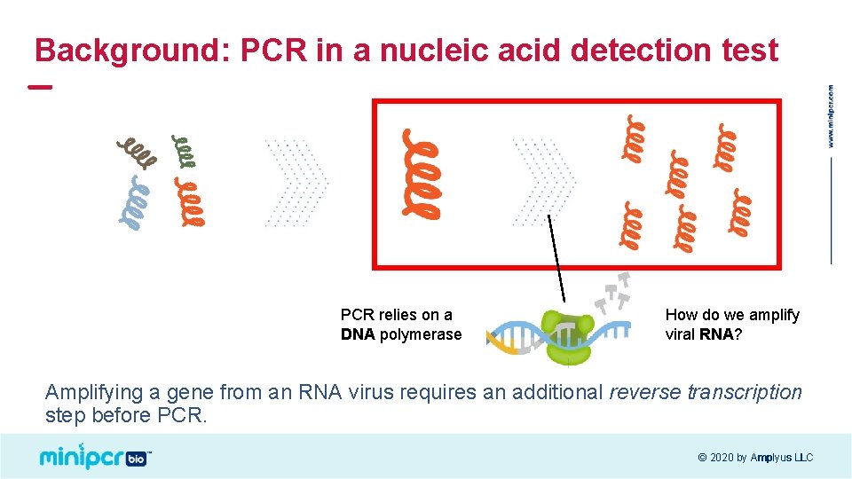 Background: PCR in a nucleic acid detection test PCR relies on a DNA polymerase