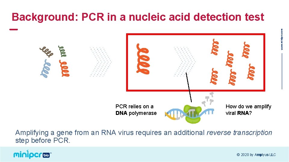 Background: PCR in a nucleic acid detection test PCR relies on a DNA polymerase Background: PCR in a nucleic acid detection test PCR relies on a DNA polymerase