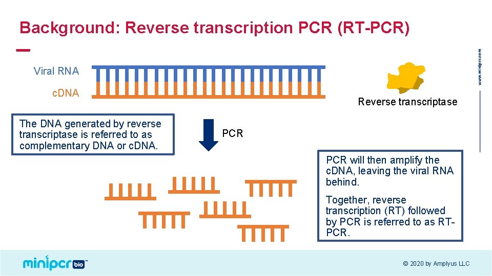 Background: Reverse transcription PCR (RT-PCR) Viral RNA c. DNA The DNA generated by reverse