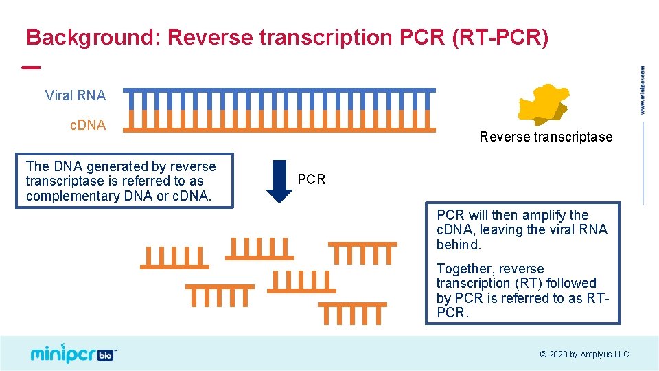 Background: Reverse transcription PCR (RT-PCR) Viral RNA c. DNA The DNA generated by reverse Background: Reverse transcription PCR (RT-PCR) Viral RNA c. DNA The DNA generated by reverse