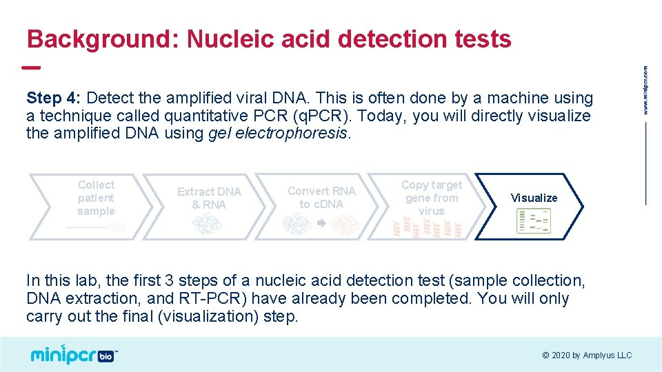 Background: Nucleic acid detection tests Step 4: Detect the amplified viral DNA. This is