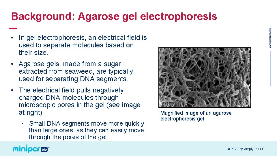 Background: Agarose gel electrophoresis • In gel electrophoresis, an electrical field is used to