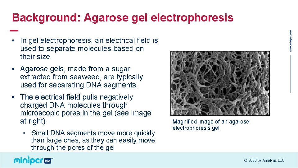 Background: Agarose gel electrophoresis • In gel electrophoresis, an electrical field is used to Background: Agarose gel electrophoresis • In gel electrophoresis, an electrical field is used to