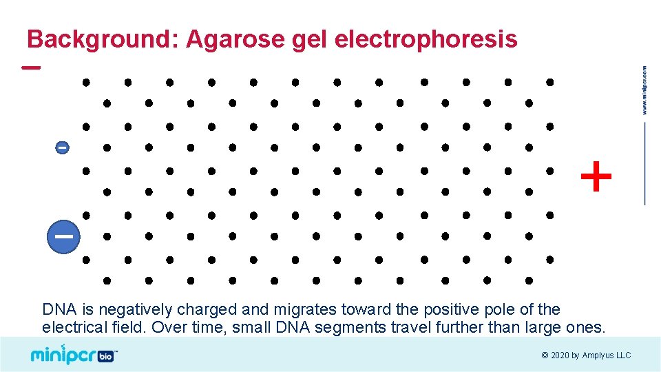 Background: Agarose gel electrophoresis + DNA is negatively charged and migrates toward the positive