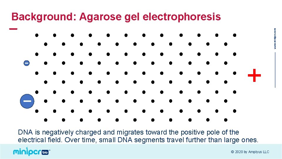 Background: Agarose gel electrophoresis + DNA is negatively charged and migrates toward the positive Background: Agarose gel electrophoresis + DNA is negatively charged and migrates toward the positive
