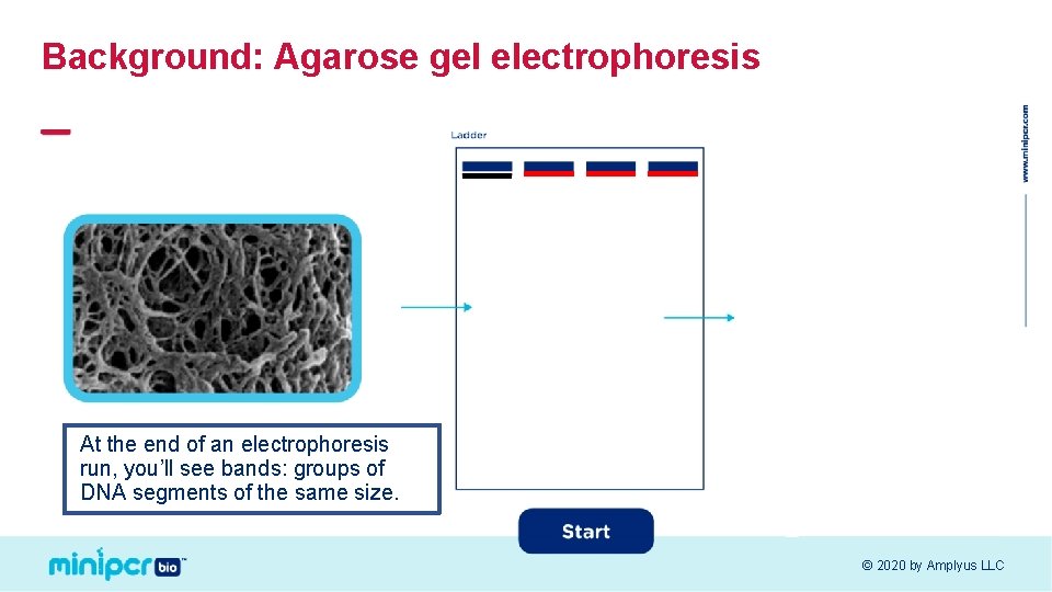 Background: Agarose gel electrophoresis At the end of an electrophoresis run, you’ll see bands: