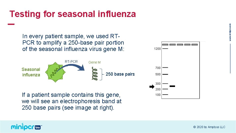 Testing for seasonal influenza In every patient sample, we used RTPCR to amplify a Testing for seasonal influenza In every patient sample, we used RTPCR to amplify a